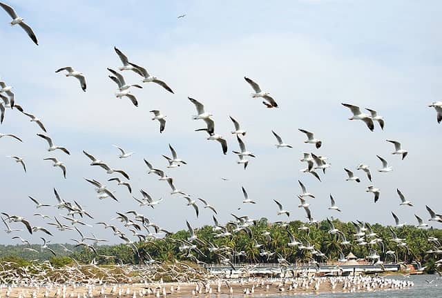 Kadalundi Bird Sanctuary, Kozhikode