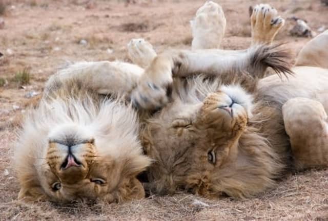 Lion's Park, Kozhikode