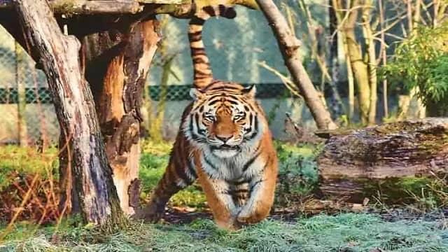 Machia Biological Park Jodhpur