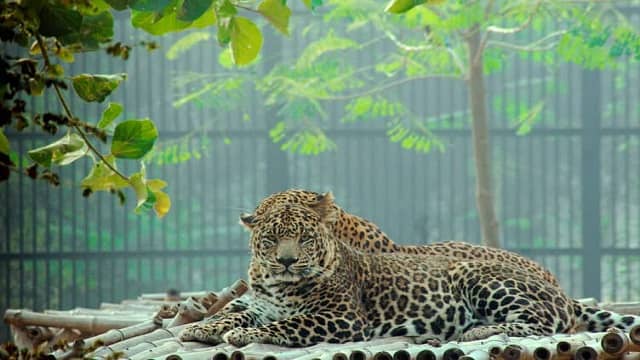 Rajiv Gandhi Zoological Park Pune