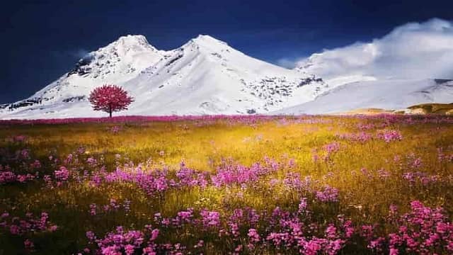 Flower Valley Auli