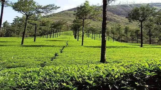 Photo Point Munnar