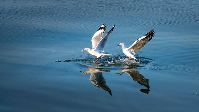 Asan Barrage Bird Sanctury, Dehradun