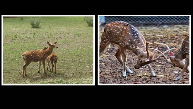 Malsi Deer Park, Dehradun