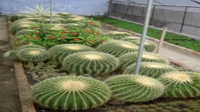  Orchid Nursery, Kalimpong