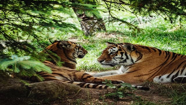 Periyar Tiger Reservour Thekkady