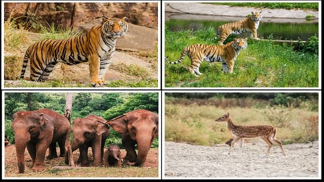 Periyar Wildlife Sanctuary Thekkady