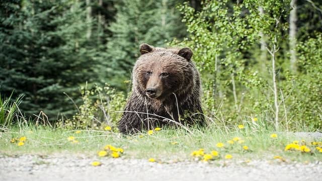 Wildlife SOS Bear Sanctuary Agra