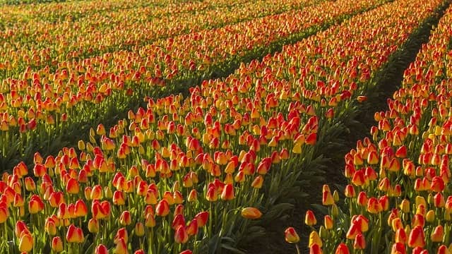 Tulip Garden Srinagar Kashmir 