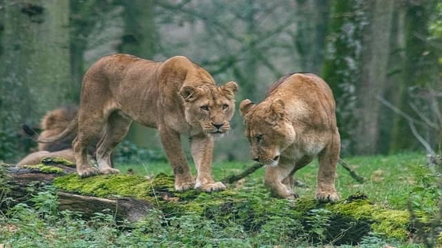 Vasona's Lions Safari Dadar and Nagar Haveli